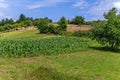 A field of green young corn among clear meadows on a hill under a clear blue sky