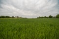 A field with green, young grain growing on a sloping ground . Royalty Free Stock Photo