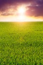Field with green young grass and picturesque sky at sunset, spring view Royalty Free Stock Photo
