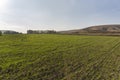 A field of greenery planted in December, different plants and trees at the edge of the field, sun and sky in the background