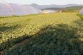 Cabbage grows in rows in the field between the greenhouses. Cabbage is intended for growing in open and closed ground. Royalty Free Stock Photo