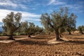 Field of group of olive trees Royalty Free Stock Photo