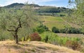 Field of grove tres and vineyard on hill in tuscany - Italy Royalty Free Stock Photo