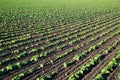 Field of growing brown beans plants