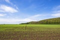 Field with growing crops in early summer