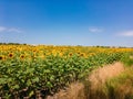 A field with growing sunflowers. Royalty Free Stock Photo