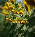 Field with growing sunflowers on a summer sunny day, Ukraine