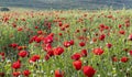 Field with growing wildflowers - poppies, cornflowers and buttercups, a ray of sun breaks through the petals. beautiful Royalty Free Stock Photo