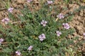 The field grows and blooms Erodium cicutarium