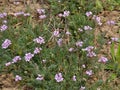 The field grows and blooms Erodium cicutarium