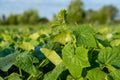 Field growth cucumber greens healthy nutrition sprouts Royalty Free Stock Photo