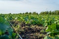 Field growth cucumber greens healthy nutrition sprouts Royalty Free Stock Photo