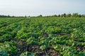 Field growth cucumber greens healthy nutrition sprouts Royalty Free Stock Photo