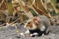Field hamster eat