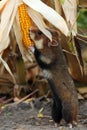 Field hamster gather maize Royalty Free Stock Photo