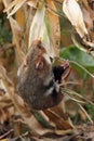 Field hamster gather maize Royalty Free Stock Photo