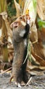 Field hamster gather maize Royalty Free Stock Photo