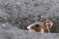 Field hamster portrait Royalty Free Stock Photo