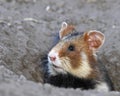 Field hamster portrait