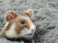 Field hamster portrait Royalty Free Stock Photo