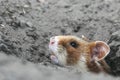 Field hamster portrait