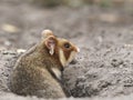 Field hamster portrait Royalty Free Stock Photo