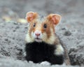 Field hamster portrait