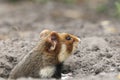 Field hamster profile Royalty Free Stock Photo