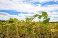 Field of hanging sunflowers near Spanish SebÃÂºlcor Royalty Free Stock Photo