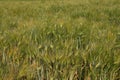 Field of wheat texture