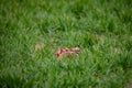 Field hare in the grass, lepus europaeus Royalty Free Stock Photo