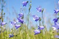 Field of harebell in the springtime