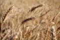 Field before harvest. Royalty Free Stock Photo