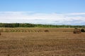 A field after harvest with bales of hay standing in a farmer`s Royalty Free Stock Photo