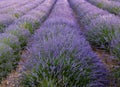 Field harvest of basket lavender