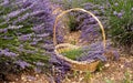 Field harvest of basket lavender