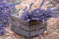 Field harvest of basket lavender