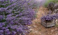 Field harvest of basket lavender