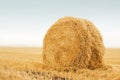 Field after harvest, Big round bales of straw. Stack the golden straw lying on an agricultural field after cleaning of cereals.