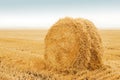 Field after harvest, Big round bales of straw. Stack the golden straw lying on an agricultural field after cleaning of cereals.