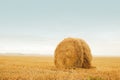 Field after harvest, Big round bales of straw. Stack the golden straw lying on an agricultural field after cleaning of cereals.