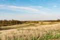 Field after harvest, cut off stalks of cereals and sprouting green grass, blue sky with small clouds, spring time Royalty Free Stock Photo