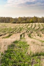 Field after harvest, cut off stalks of cereals and sprouting green grass, blue sky with small clouds, spring time Royalty Free Stock Photo