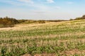 Field after harvest, cut off stalks of cereals and sprouting green grass, blue sky with small clouds, spring time Royalty Free Stock Photo