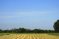 Field after harvest