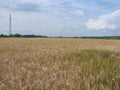 Rye field on a background of blue sky in Belarus