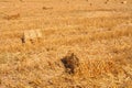 Field after harvest