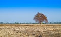 The field after the harvest. (straw burning)