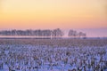 Field with harvested corn in the fog in winter Royalty Free Stock Photo