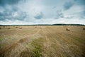 Field of Harvested Wheat and Rolls of Straw Royalty Free Stock Photo